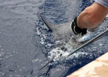Blue marlin mayhem at Shootout